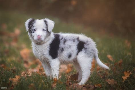 border collie dog puppy leaves baby wallpaper