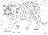 Coloring Tiger Pages Bengal Tigers Printable Adults Animals Drawing Malayan Print Realistic Adult Cute Supercoloring Tigre Color Coloriage Step Colorings sketch template