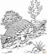 Ankylosaurus Colorare Disegni Anchilosauro Supercoloring Disegnare sketch template