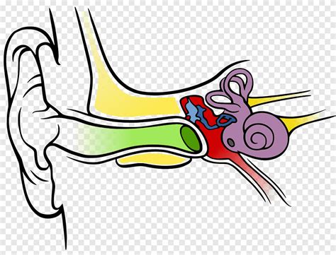 ear diagram outer ear hearing ears hand people png pngegg