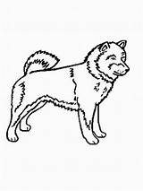 Shiba Inu Hunde Malvorlagen Malvorlage Ausmalbild sketch template