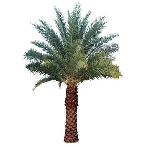 date palm kadiyam nursery leading supplier  plants  rajahmundry
