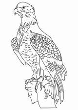 Bald Adler Aquila Reale Eagles Aquile Stampare Scaricare Coloringhome Letzte Seite sketch template
