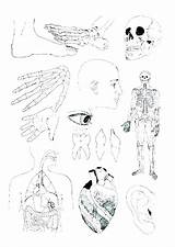 Anatomy Human Coloring Pages Printable Getcolorings Getdrawings Color sketch template
