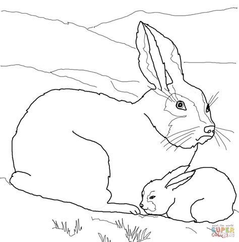 arctic hare coloring   designlooter