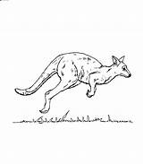 Kangaroo Kangur Kolorowanki Australien Ausmalbilder Dzieci Pobrania Letzte sketch template