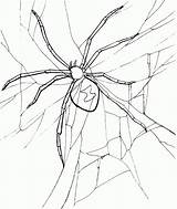 Spider Coloring Pages Kids Printable Tail Print Drawings sketch template