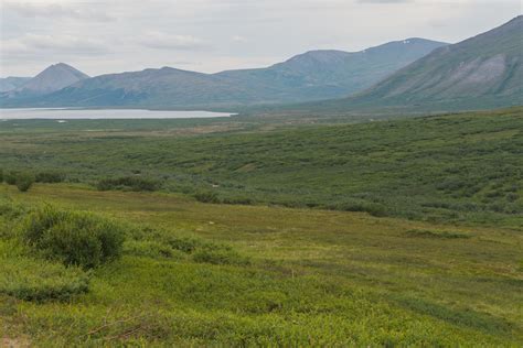 tundra   shifting alaska  put   carbon   stores