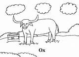 Ox Coloring Kids Printable 3kb sketch template