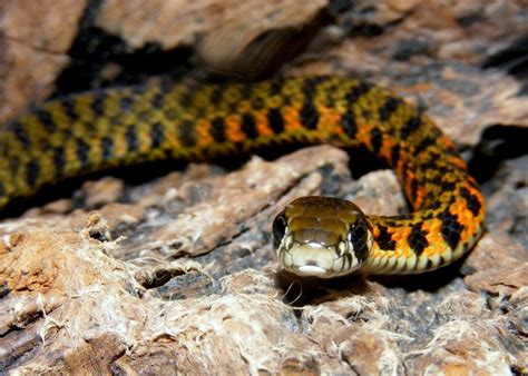 rhabdophis tigrinus 1 juvenile specimen of yamakagashi or … flickr