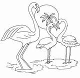 Flamingo Coloring Pages Beautiful Kids sketch template