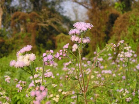 Nepal Flower National Park Free Photo On Pixabay