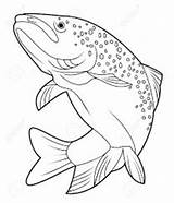 Trout Drawing Fish Logo Line Salmon Drawings Outline Chevy Rainbow Vector Macbeth Fishing Coloring Jumping Fly Board Getdrawings King Peixe sketch template