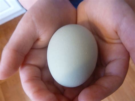 urban homestead diaries eggs eggs   eggs