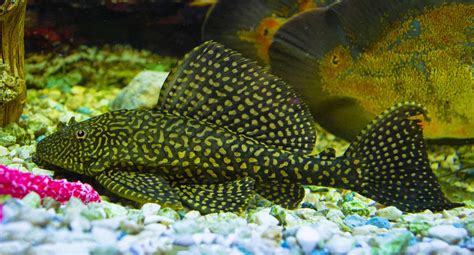 Do Plecos Eat Snails Everything You Need To Know