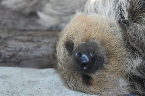 gratis afbeeldingen comfortabel snuit drie toed luiaard wildlife  toed sloth reekalf