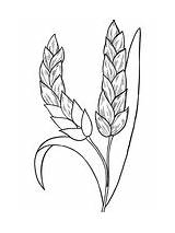Wheat Zum sketch template