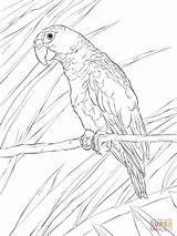 Parrot Coloring Pages Puerto Amazon Rican Drawing Printable Parrots Drawings sketch template
