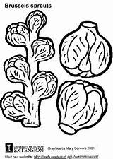 Coloring Brussels Sprouts Coloriage Bruxelles Sprout Choux Pages Clipart Brussel Tomate Aubergine Edupics Library Popular Large sketch template