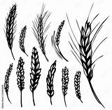 Wheat Trigo Rye Vetor Tarwe Weizen Rogge Getreide Centeio Roggen Centeno Ausmalen Barley Europosters Wandbilder Cereals sketch template