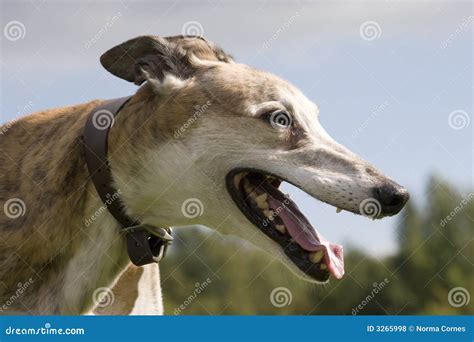 windhond stock foto image  hond jager windhond sport