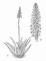 Aloe Botanical Sagebrush Luvlyfashion sketch template