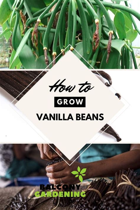 grow vanilla beans  complete guide   grow vanilla
