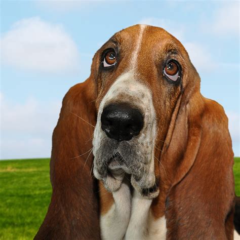 basset hound dog portrait  stock photo public domain pictures