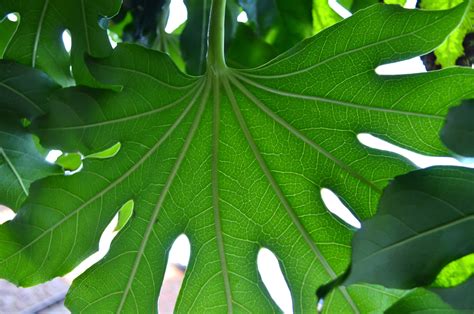 large green leaf  stock photo public domain pictures