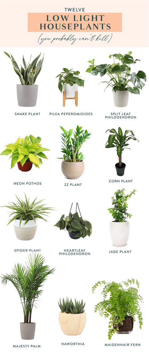 pin  plants