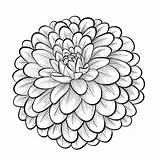 Flower Dahlia Drawing Flowers Coloring Zinnia Pages Clipart Line Mexican Beautiful Background Drawings Vector Drawn Mum Isolated Monochrome Draw Hand sketch template
