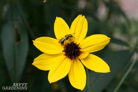 choosing the best bee plants for a pollinator garden
