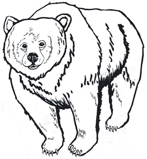 black bear clipart california bear bear coloring pages