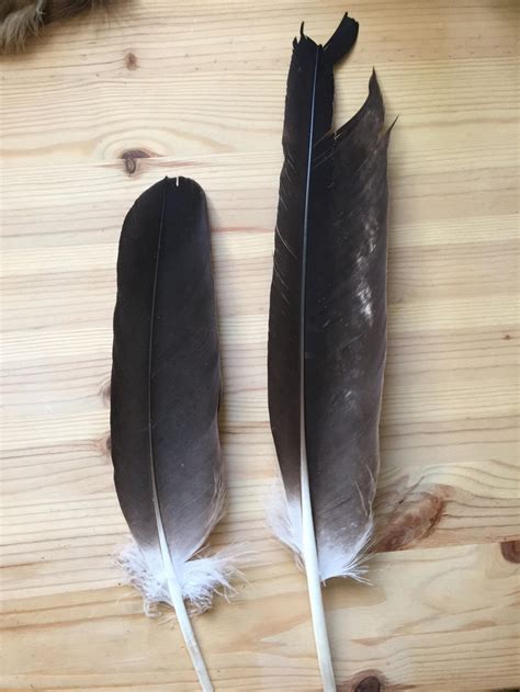 bald eagle feathers  advidfeathers  deviantart