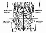 Quadrants Abdomen Abdominal Anatomical Easynotecards sketch template