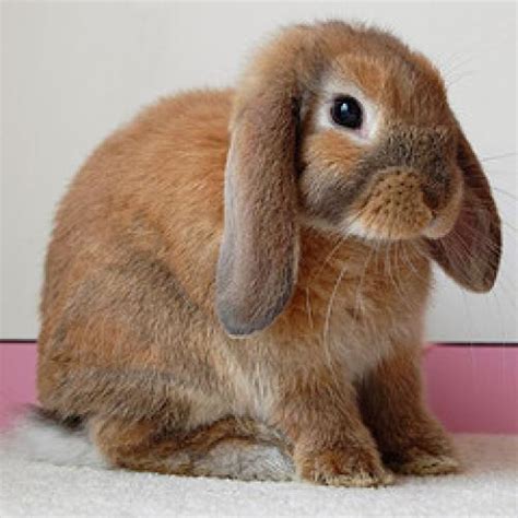 lop eared rabbits  bred specifically  pet  show purposes