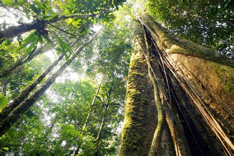 amazon rainforest  blessing  depleted  review  religions