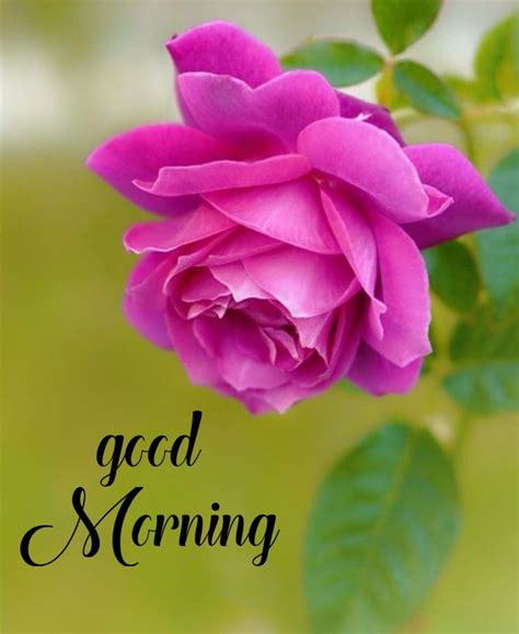Good Morning Beautiful Images Beautiful Flowers Pictures Beautiful