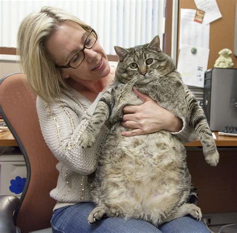Morbidly Obese 36 Pound Cat Named Meatball Dropped Off At Shelter