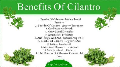 Top 11 Beauty And Health Benefits Of Cilantro