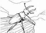 Coloring Pages Realistic Insect Beetle Kids Print sketch template