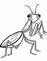Mantis Insekt Insect Insects Honigbiene Topcoloringpages Karikatur Malseite sketch template