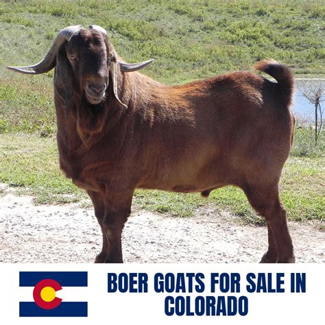 boer goats  sale  colorado current directory  boer goat breeders  colorado boer goat