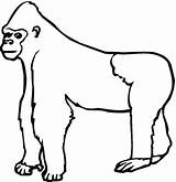 Gorilla Coloring Pages Ape Clipart Drawing Color Kids Outline Supercoloring Animals Print Printable Silverback Colouring Apes Library Categories Cliparts Animal sketch template