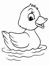 Duck Coloring Pages Baby Printable Kids Color Choose Board Drawing Cartoon sketch template