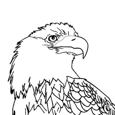 bald eagle  smooth feather coloring page netart