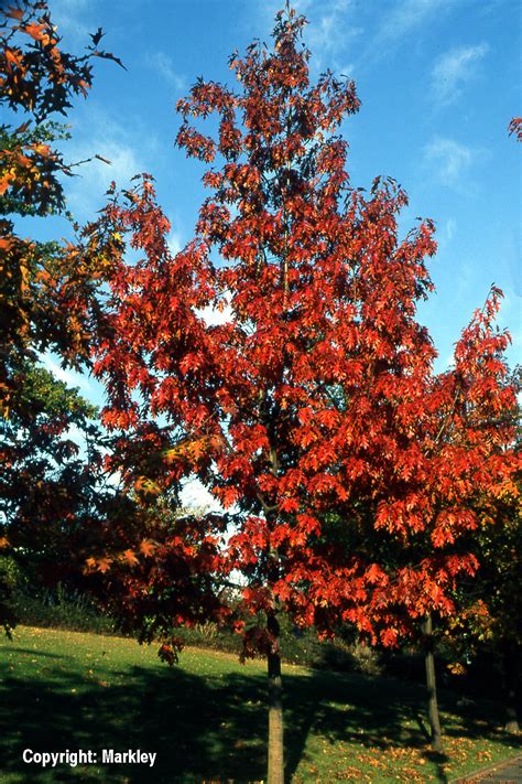 amerikanische rot eiche garten punzmann gmbh menzlhof