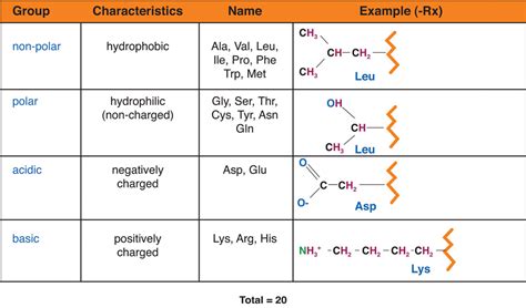 amino acids acidic acidic amino acids