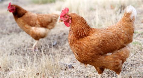 range chickens carry  parasites study  thrive market