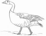 Goose Ganso Mewarnai Angsa Geese Supercoloring Swans sketch template
